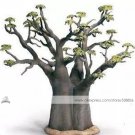 JMS 1 Professional Pack, 2 Seeds / Pack, Adansonia African Baobab Bonsai Upside Down Tree Seed