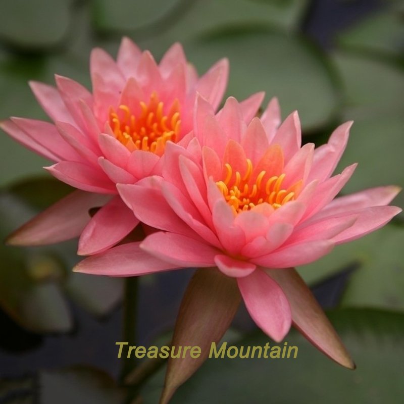 JMS 1 Professional Pack, 1 Seeds / Pack, Justin Pink Water Lily Nymphaea Flower Seed