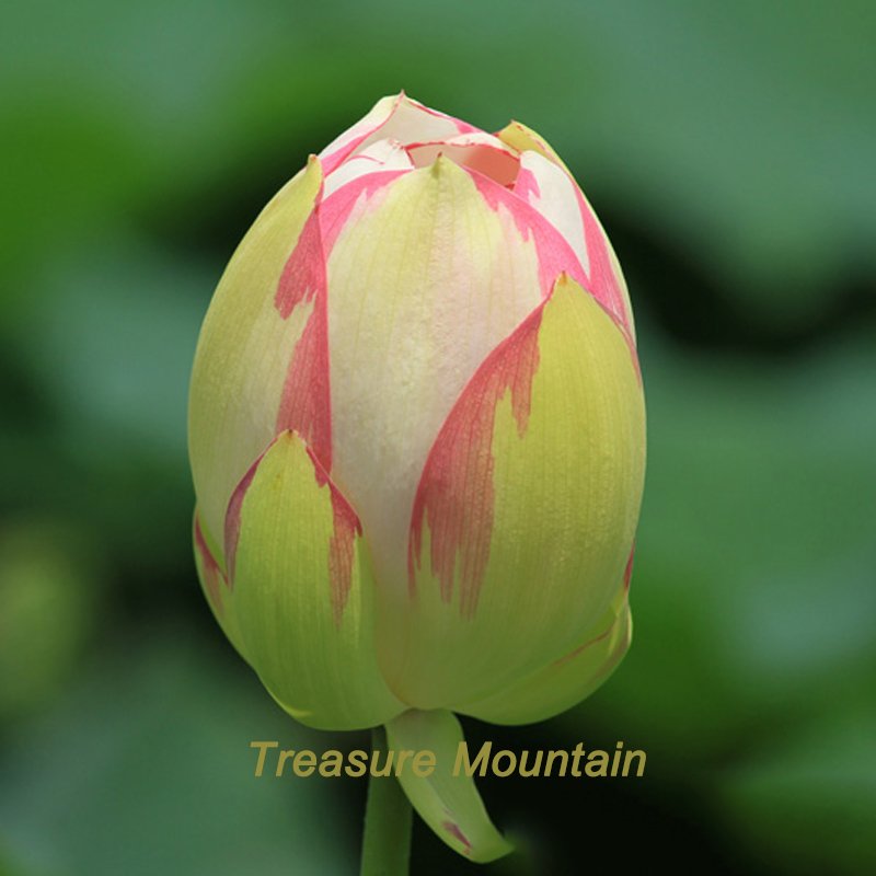 JMS 1 Professional Pack, 1 Seeds / Pack, White Nelumbo Nucifera Lotus Flower W/ Red Edge Hybrid Pond