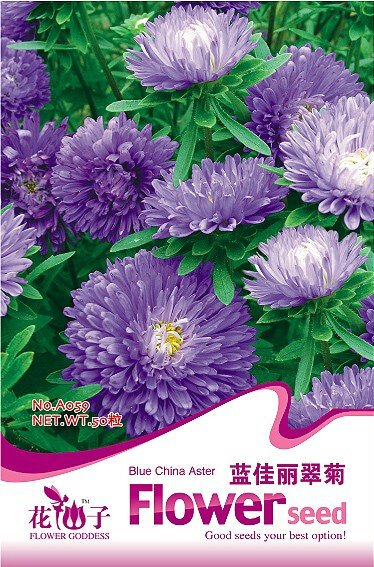 JMS 1 Original Pack, 50 Seeds / Pack, Callistephus Chinensis China Aster Duchess Blue Ice Annual See