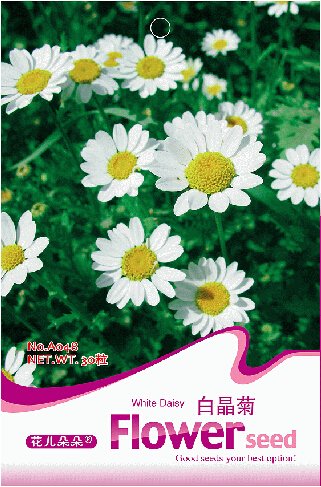 JMS 1 Original Pack, 30 Seeds / Pack, White Daisy Chrysanthemum Multicaule Mini Marguerite Flower Se