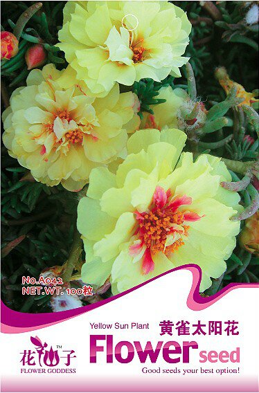 JMS 1 Original Pack, 100 Seeds / Pack, Yellow Portulaca Grandiflora Seeds Homegrown Moss Rose Sun Pl
