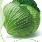 JMS 10 Original Packs, 55 Seeds / Pack, Green Cabbage Seeds