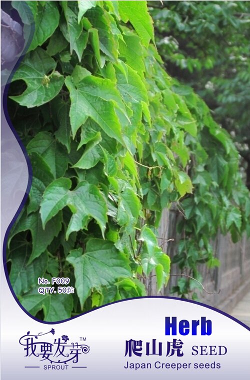 JMS 10 Original Packs, 50 Seeds / Pack, Boston Ivy Seeds Parthenocissus Tricuspidata Veitchii Vine
