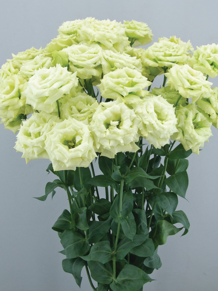 JMS Eustoma, Colors Opitional