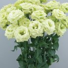 JMS Eustoma, Colors Opitional