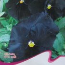 JMS Black Pansy Seeds, Original Pack, 30 Seeds / Pack, Clear Crystals Viola Garden Flower Seed Fall 