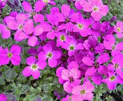 JMS 200Pcs Creeping Thyme Seeds Rock Cress Plant - Pink Flowers