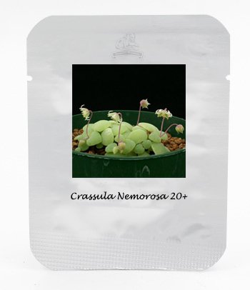 JMS 1 Professional Pack, 20 Seeds / Pack, Crassula Nemorosa Seeds Anti-Radiation Succulent Plant