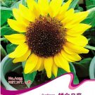 JMS 1 Original Pack, 15 Seeds Bonsai Short Sunflower Seeds #A033