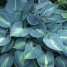 JMS 'Touch Of Class' Blue/Yellow/Green Mixed Hosta Seeds