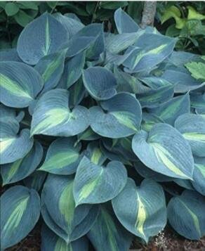 JMS 'Touch Of Class' Blue/Yellow/Green Mixed Hosta Seeds