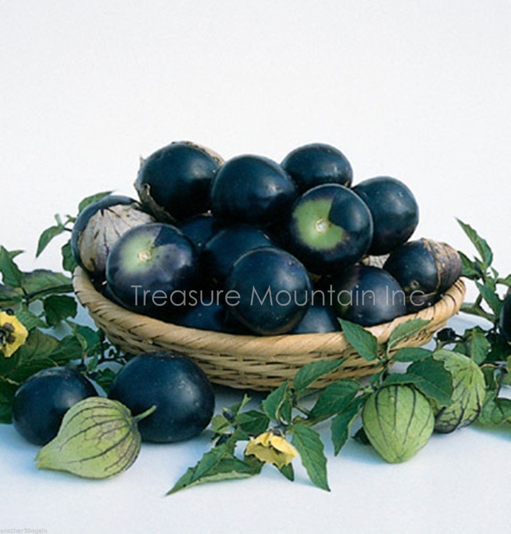 JMS Black Royal Little Cherry Tomato Organic Seeds, Professional Pack, 100 Seeds / Pack, They Keep W