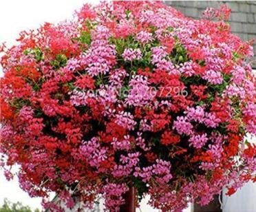 JMS 100Pcs Ivy Leaf Geranium Mixed Pink & Red Flower Seeds