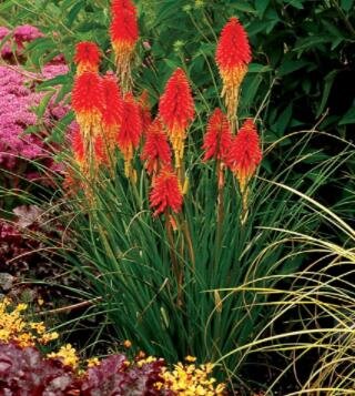 JMS 100Pcs Kniphofia &acirc;��Flaming Torch Lily&acirc;�� Seeds Red Hot Poker