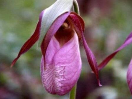 JMS 100Pcs Pink Lady'S Slipper Moccasin Flower (Cypripedium Acaule) Orchid Seeds