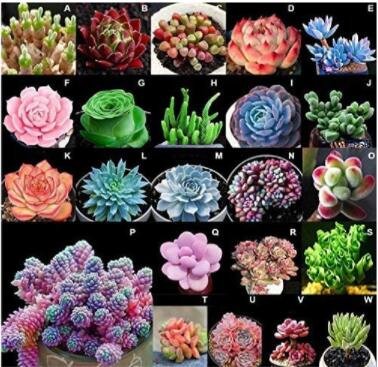 JMS 100Pcs Mixed Succulent Bonsai Seeds