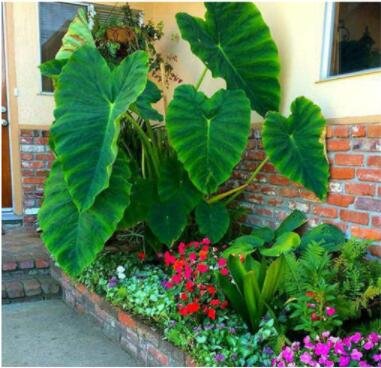 JMS 100Pcs Giant Elephant Seeds Dark Green Color