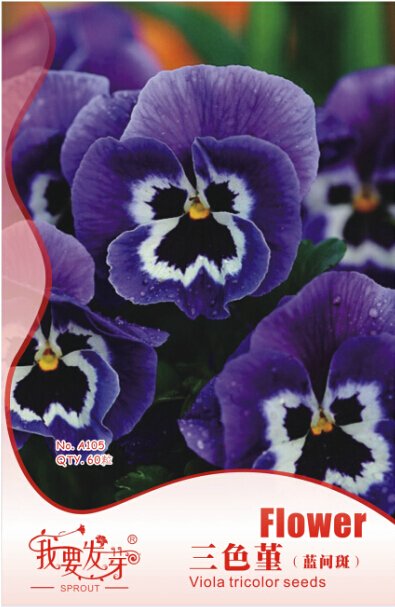 JMS 10 Original Packs, 60 Seeds / Pack, Giant Blue Pansy Seeds Herbs Trinity Hardy Plants Flowers