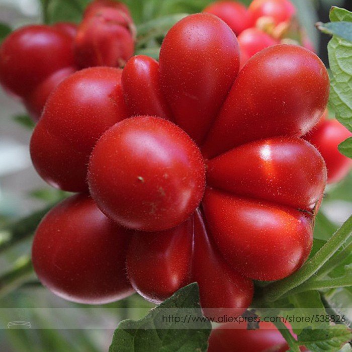 JMS Unusual Rare Heirloom Reisetomate Tomato Lycopersicon Lycopersicum Seeds, Professional Pack, 100