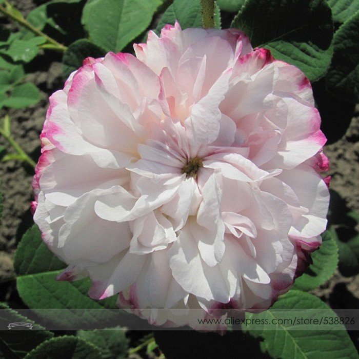 JMS Rarest Pink Rose Flower With Red Edge Organic Seeds, Professional Pack, 50 Seeds / Pack, Strong 