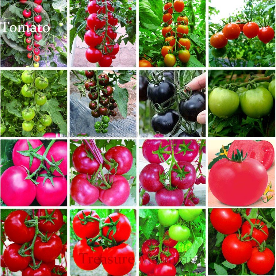 JMS Rare Heirloom Mixed 16 Types Tomatoes S M L Sized Red Pink Green Black Brown Tomato Fruit Seeds,