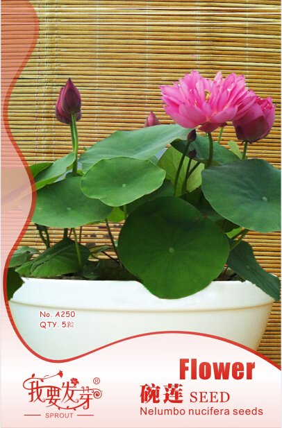 JMS 1 Original Pack, 5 Seeds / Pack, Bonsai Double Red Lotus Seeds, Perennial Nelumbo Nucifera