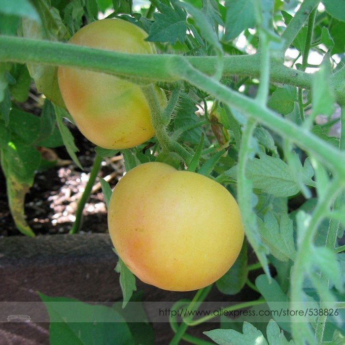JMS 'Wapsipinicon Peach' Organic Heirloom Tomato Seeds, Professional Pack, 100 Seeds / Pack, Unusual