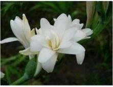 JMS 100Pcs Tuberose Seeds White Flowers