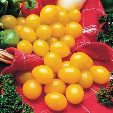 JMS Ildi Tomato Seeds, Professional Pack, 100 Seeds / Pack, Fabulous Sweet-Tart Bite Golden Yellow C