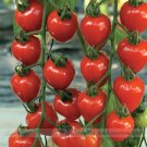 JMS Tomatoberry Garden Hybrid Tomato Seeds, Professional Pack, 100 Seeds / Pack, Super-Sweet Cherry