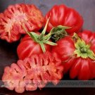 JMS Rare Zapotec Ruffled Tomato Organic Seeds, Professional Pack, 100 Seeds / Pack, Sweet Flavor Sca