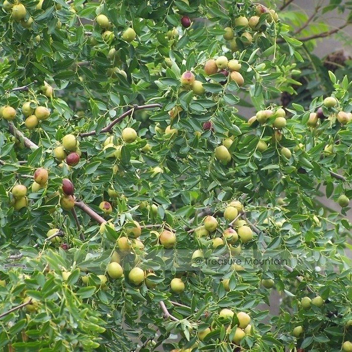 JMS 1 Professional Pack, 20 Seeds / Pack, Ziziphus Jujube Seeds Chinese Date Hardy Plant