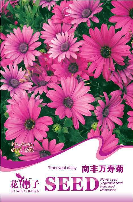 JMS 1 Original Pack, 15 Seeds / Pack, Osteospermum Ecklonis African Transvaal Veldt Daisy Seed #A162