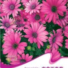 JMS 1 Original Pack, 15 Seeds / Pack, Osteospermum Ecklonis African Transvaal Veldt Daisy Seed #A162