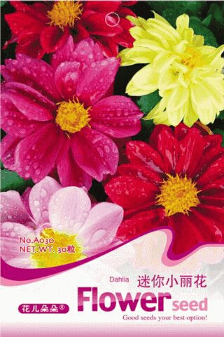JMS 1 Original Pack, 30 Seeds Mix Dahlia Hybrida Dwarf Dahlia Flowrs #A030