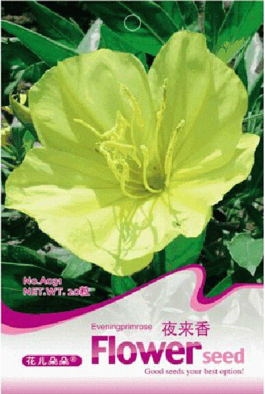JMS 1 Original Pack, 50 Seeds Telosma Cordarum Merr Yellow Night Willow Herbs Flowers #A031