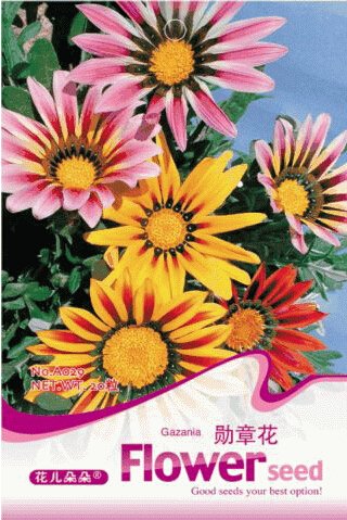 JMS 1 Original Pack, 20 Seeds Gazania Splendens Mixed Flower Seeds #A028