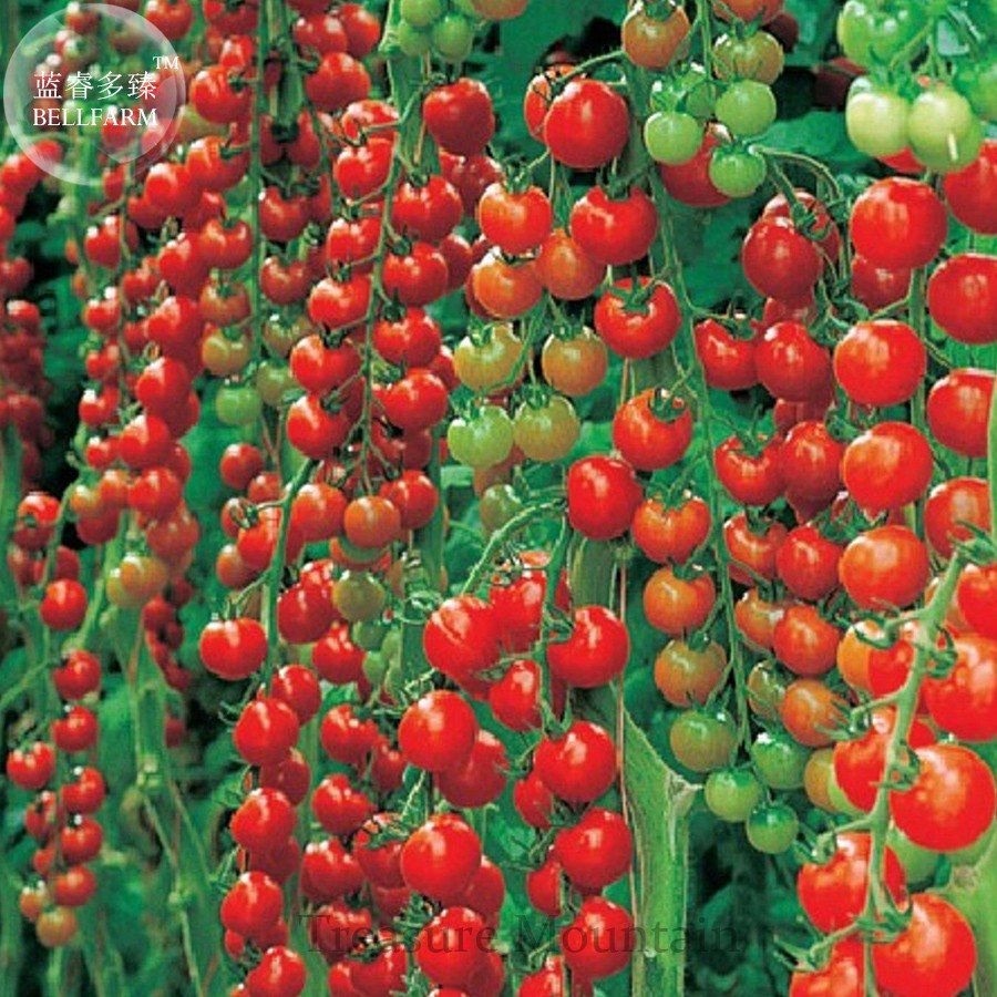JMS Dolce Vita Organic Cherry Tomato Seeds, Professional Pack, 100 Seeds Ts287T