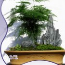 JMS 1 Original Packs, 8 Seeds / Pack, JMS Perennial Asparagus Fern Seeds