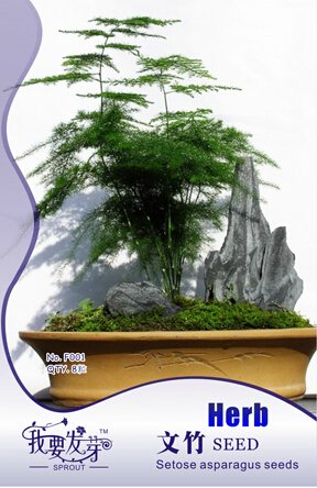 JMS 1 Original Packs, 8 Seeds / Pack, JMS Perennial Asparagus Fern Seeds