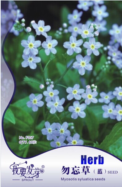 JMS 10 Original Packs, 60 Seeds / Pack, JMS Perennial Flower Ground Cover Seeds Forget Me Not ''Myos