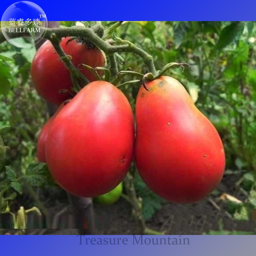 JMS Heirloom Ukraine Red Peal Tomato Seeds, Professional Pack, 100 Seeds Ts290T
