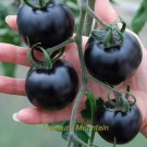 JMS (Wholesales) 50 Original Packs, Approx 300 Seeds / Pack, Organic Very Black Tomato Seeds Non-Gmo