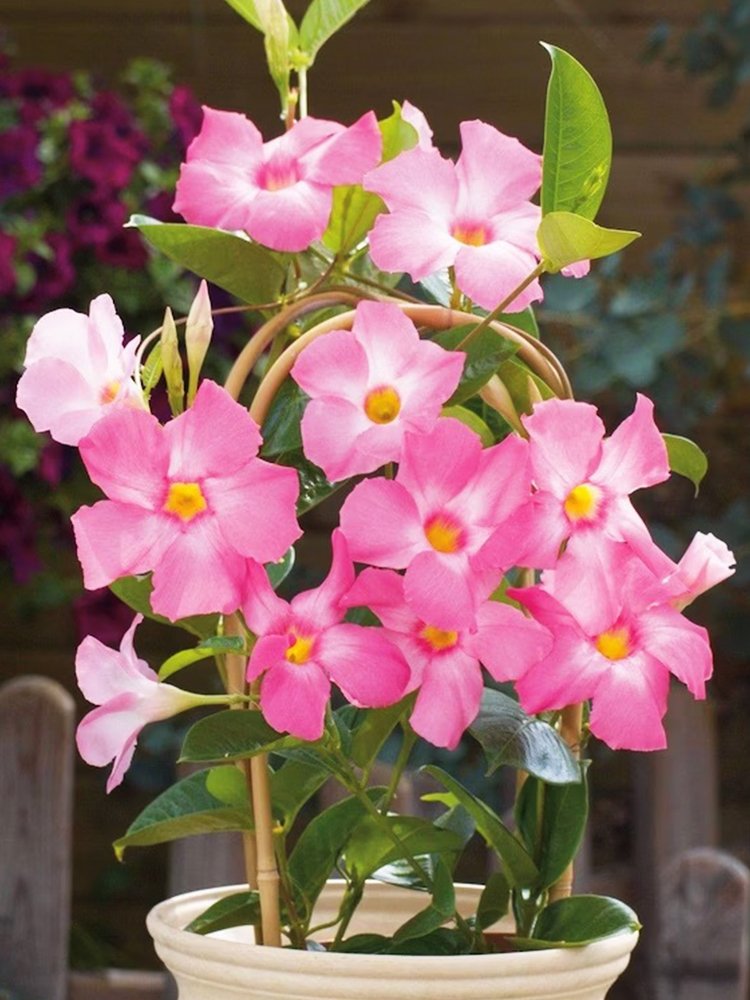 JMS Mandevilla Vine, Pink