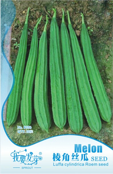 JMS 10 Original Packs, 10 Seeds / Pack, Luffa Acutangula Angled Luffa Vegetables Ridged Luffa Chines