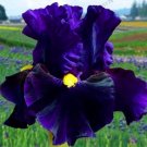 JMS 50Pcs Iris Plantas Seeds - Blackish Purple Double Flowers