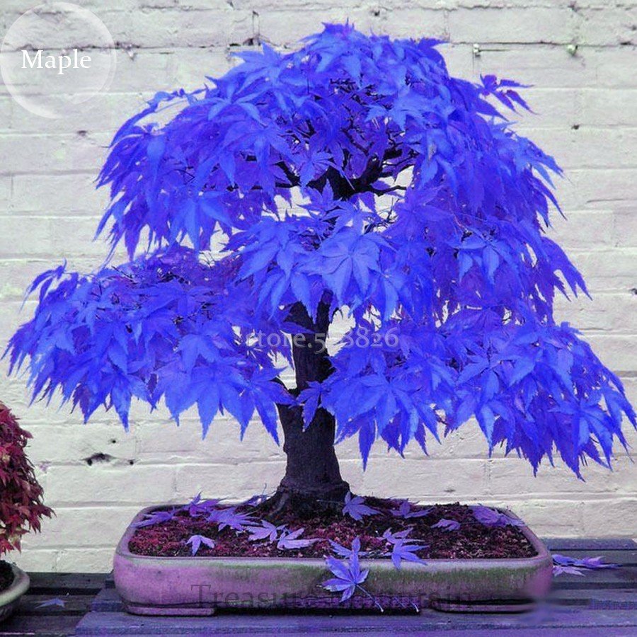 JMS Rare Blue Maple Tree Seeds, 10 Seeds, Bonsai Thin Leaves And Large Leaves Tree Ts230T