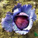 JMS 100% Genuine Heirloom Red Acre Cabbage, 10 Seeds, Organic Edible Vegetables Ts228T