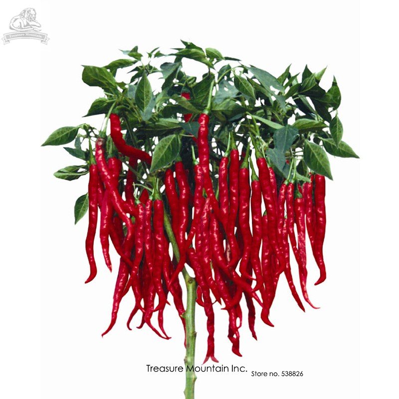 JMS Imported Thai Eugonic Red Line Chili Pepper Seeds, Al Pack, 200 Seeds, Hot  Disease-Resistant